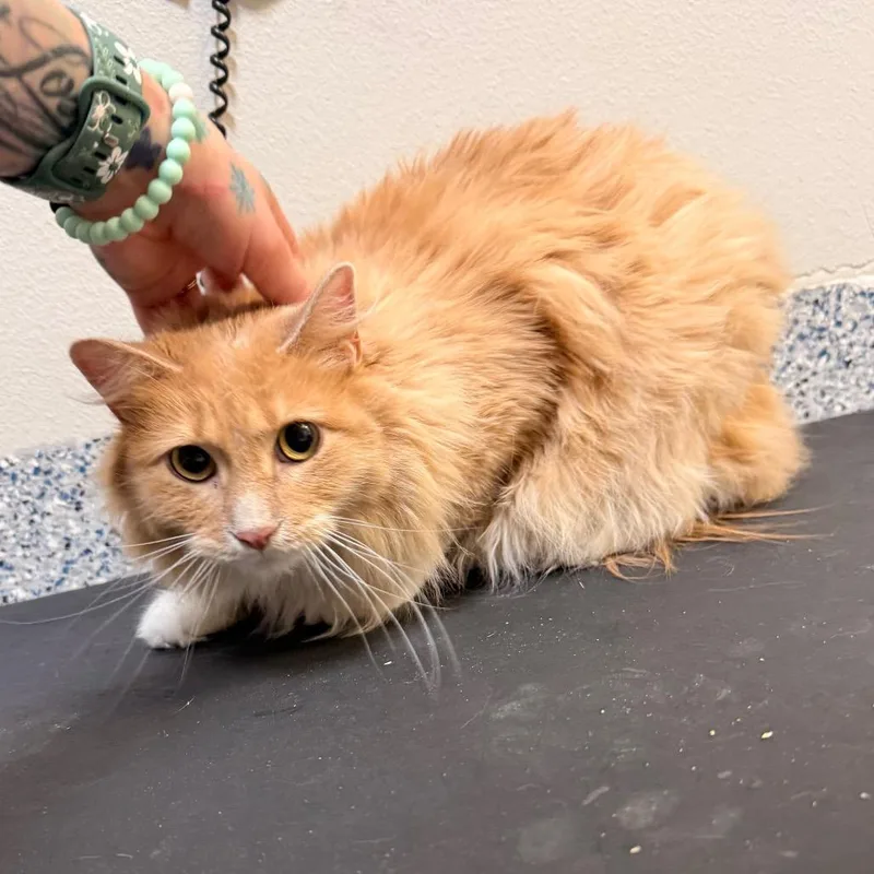 Ginger thumbnail 2