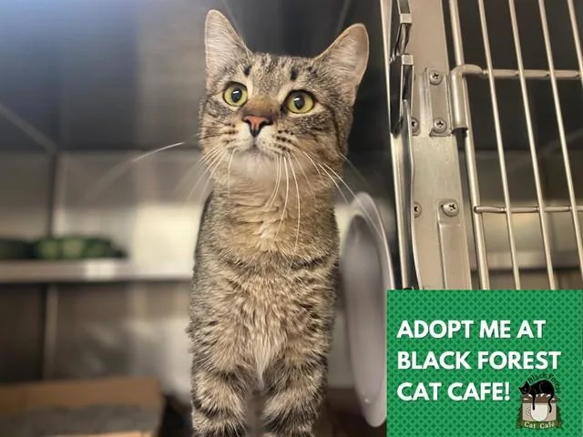 A young small-sized female Domestic Short Hair cat named Thing for adoption in Fort Wayne, IN