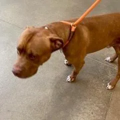 An adult large-sized male Brown / Chocolate Pit Bull Terrier dog named Egypt for adoption in York, PA