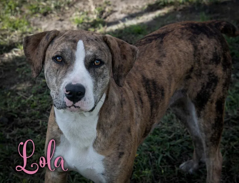 A young large-sized female Catahoula Leopard Dog dog named Lola for adoption in Livingston, LA