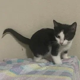 A baby small-sized female Black & White / Tuxedo Domestic Short Hair cat named Tasha for adoption in Liverpool, TX