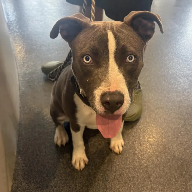 A young large-sized male Mixed Breed dog named Zoro for adoption in Allentown, PA