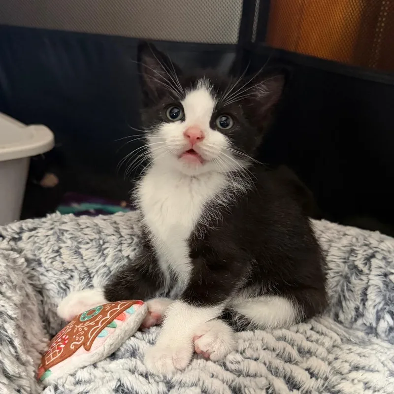 A baby small-sized male Black Domestic Short Hair cat named Davy Jones for adoption in North Branford, CT