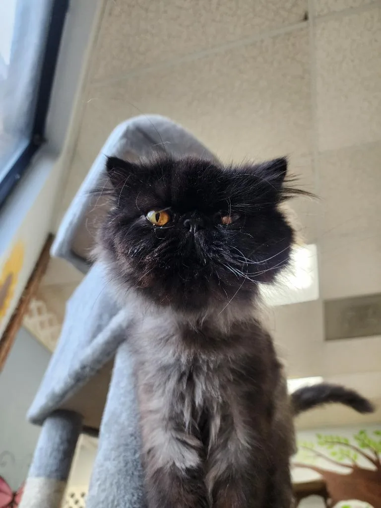 Silas Bruiser Peppercorn thumbnail 2