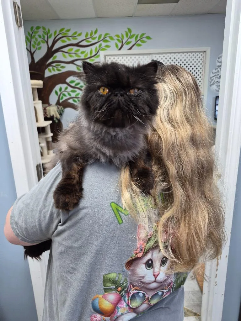 Silas Bruiser Peppercorn thumbnail 3