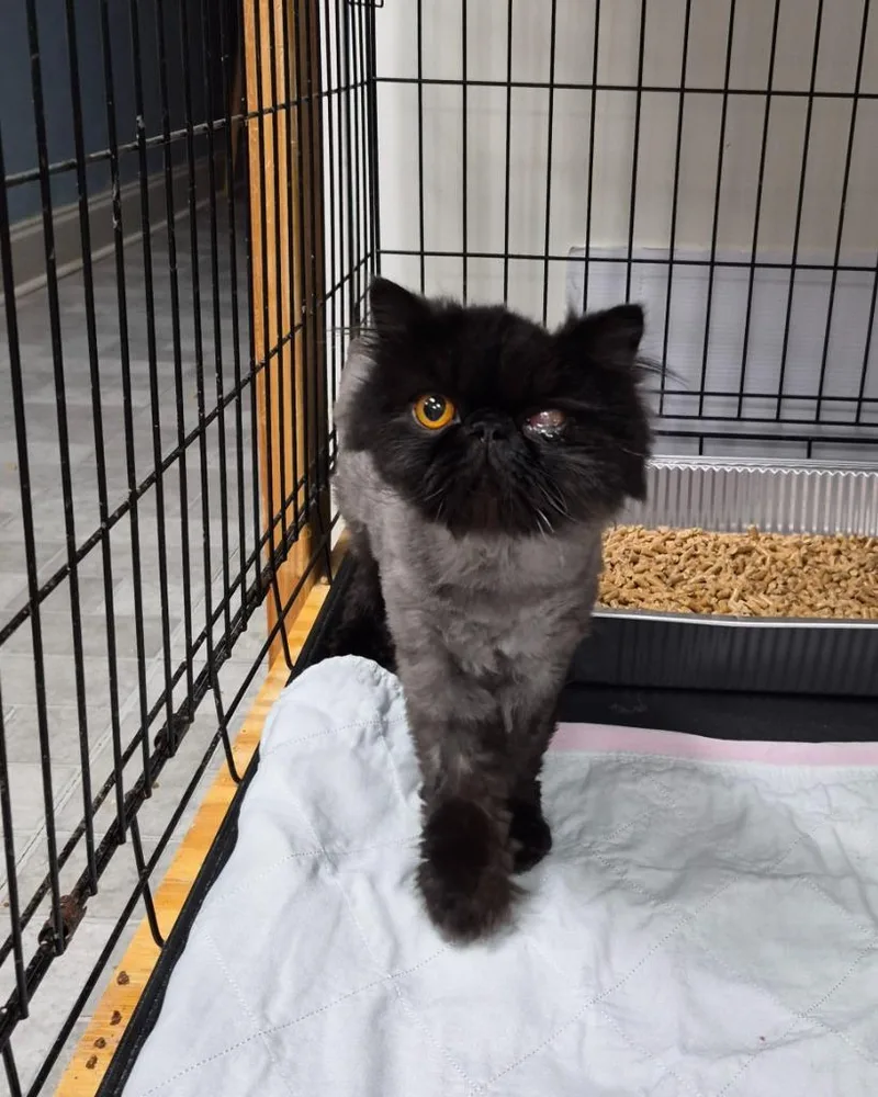 Silas Bruiser Peppercorn thumbnail 4