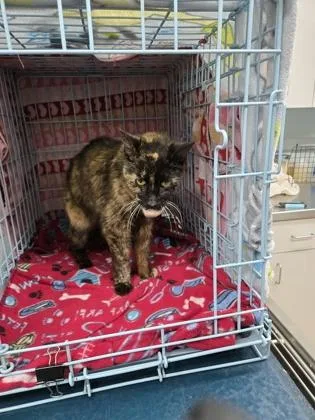 An adult large-sized female Domestic Short Hair cat named Nita for adoption in Gainesville, FL