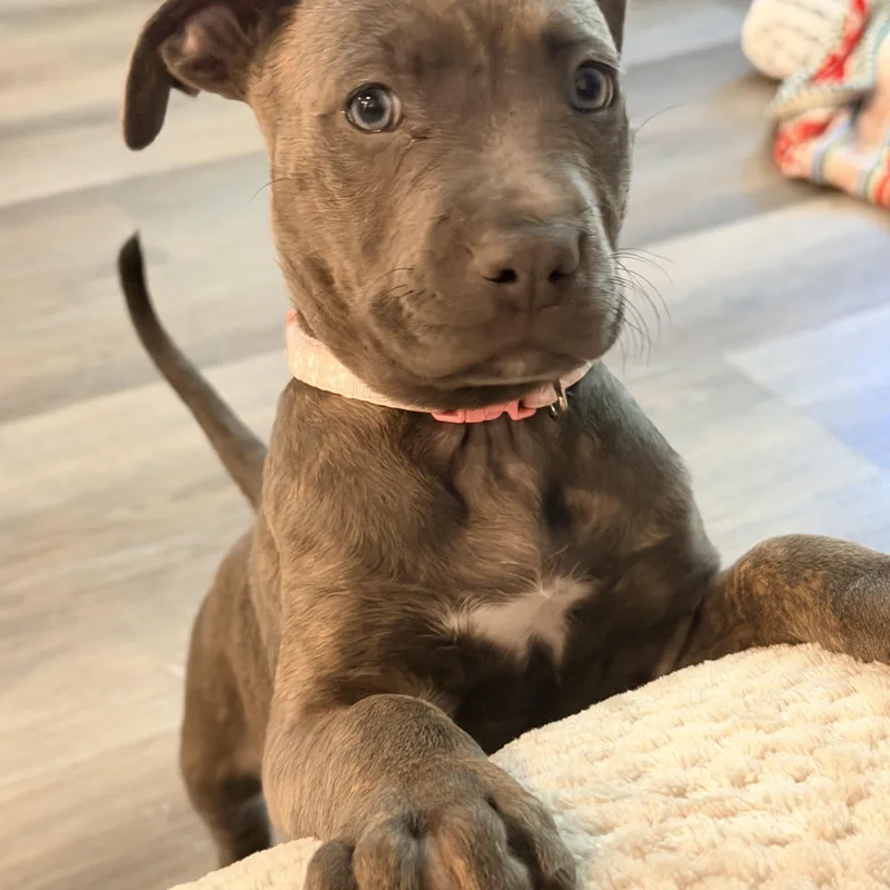 A baby medium-sized female Brindle Pit Bull Terrier dog named Brie for adoption in Lafayette, CA
