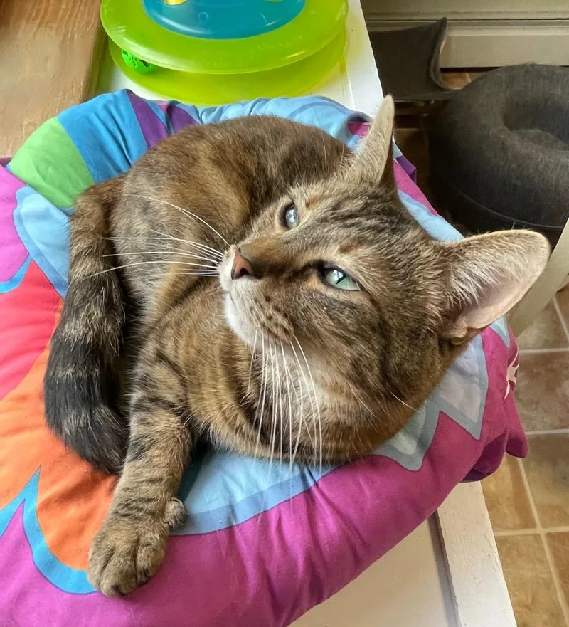 A young medium-sized female Domestic Short Hair cat named Ludmilla for adoption in Westfield, NY