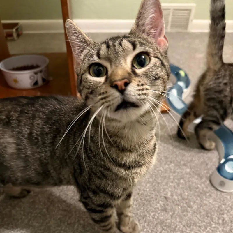 A young small-sized female Brown / Chocolate Domestic Short Hair cat named Carys for adoption in Pittsburgh, PA