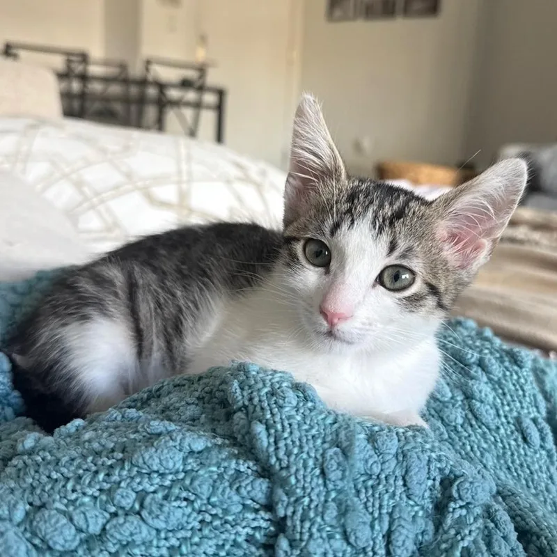 A baby small-sized female Black Domestic Short Hair cat named Skye for adoption in Los Angeles, CA