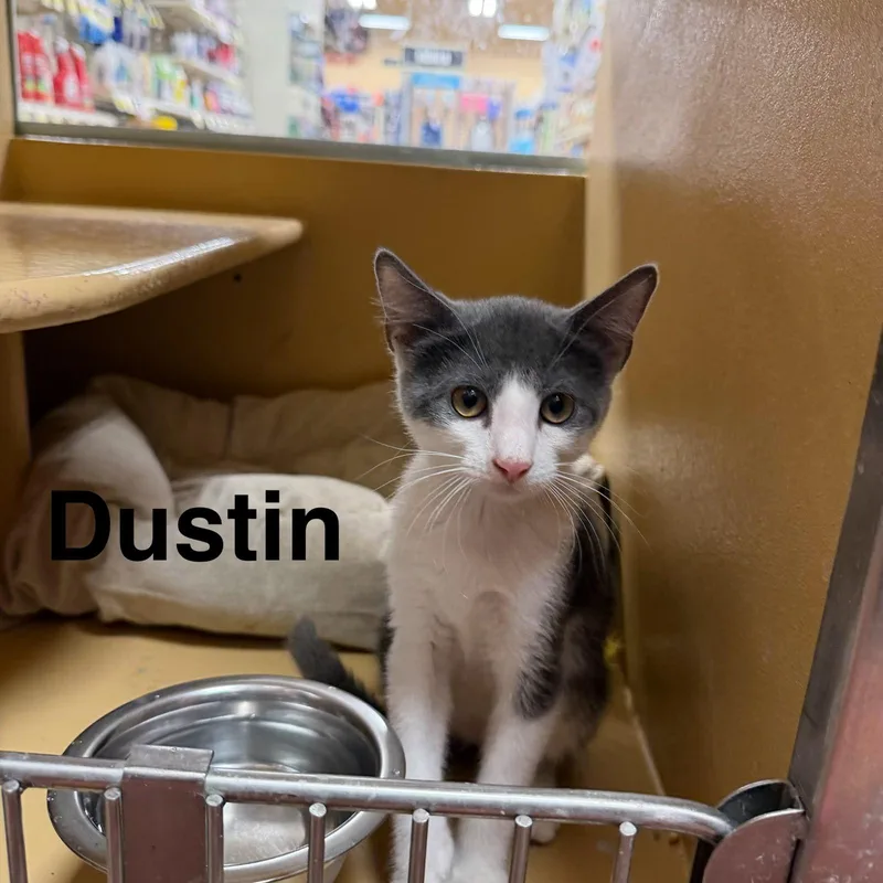 A young medium-sized male Gray & White Domestic Short Hair cat named Dustin for adoption in Spring Lake, NJ