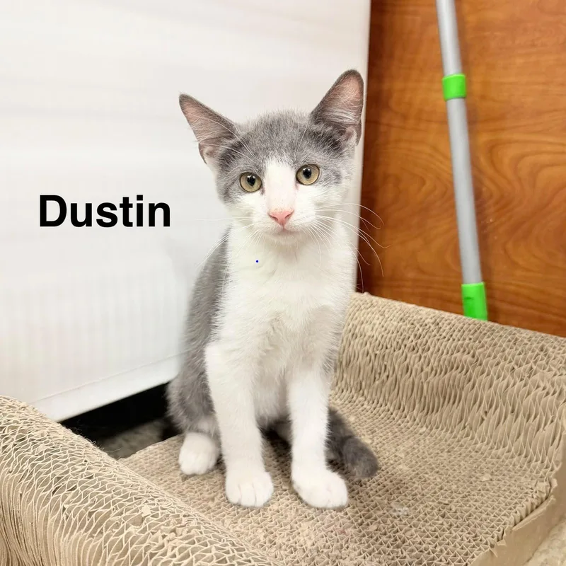 Dustin thumbnail 2
