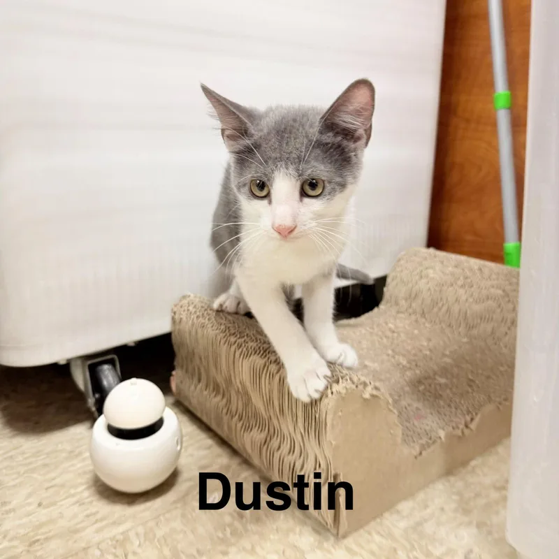 Dustin thumbnail 3