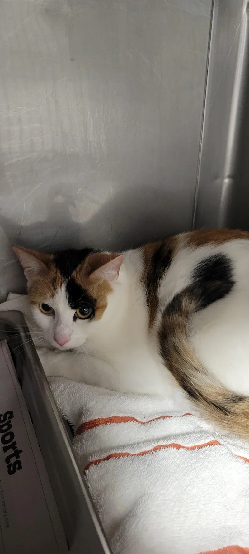 An adult large-sized female Domestic Short Hair cat named Bill for adoption in Chatsworth, CA