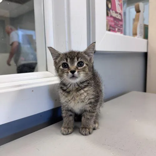 A baby small-sized female Tabby (Brown / Chocolate) Domestic Short Hair cat named Club Hollywood for adoption in Toms River, NJ