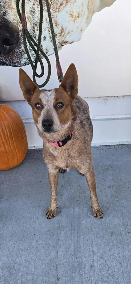 An adult medium-sized female Fox Terrier dog named Leigha for adoption in Fergus Falls, MN