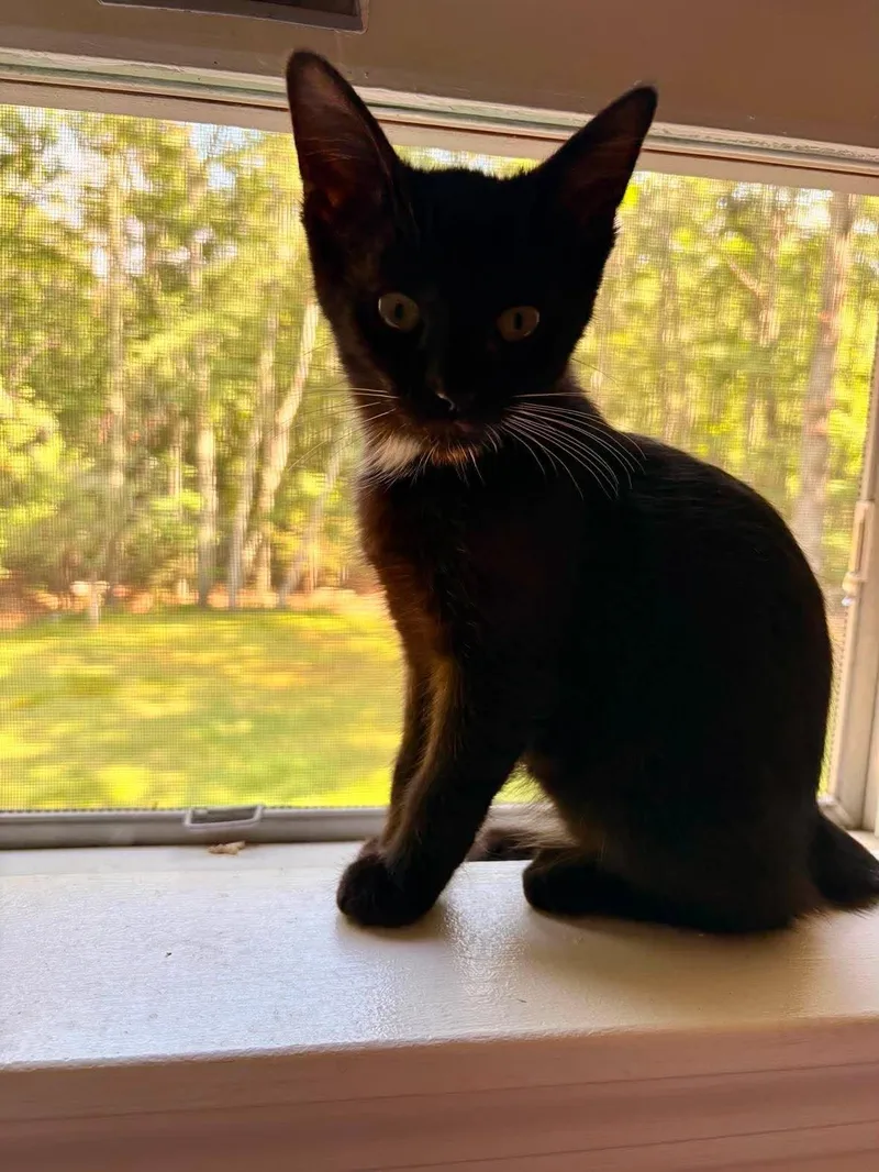 A baby medium-sized male Black & White / Tuxedo Domestic Medium Hair cat named Sebastian & Flounder for adoption in Soddy Daisy, TN