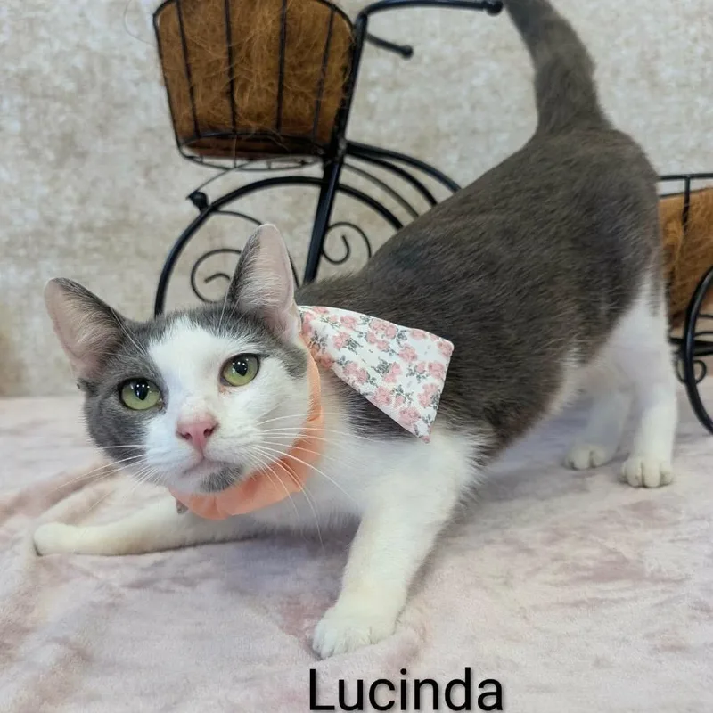 Lucinda