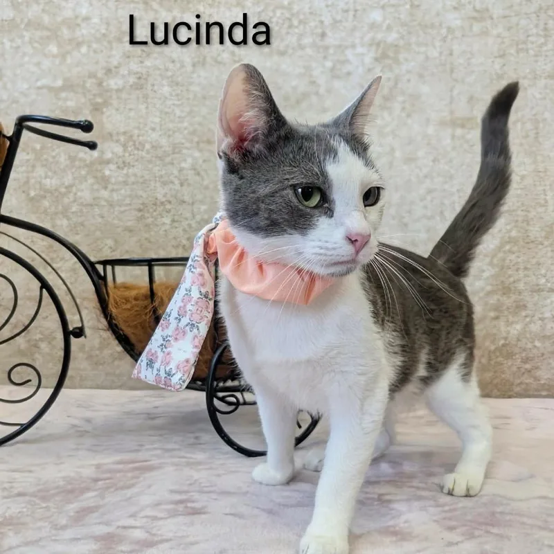Lucinda thumbnail 2