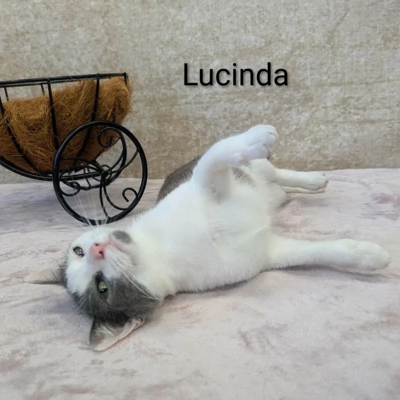 Lucinda thumbnail 4