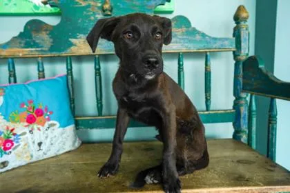 A baby medium-sized male Labrador Retriever dog named Zach for adoption in San Antonio, TX
