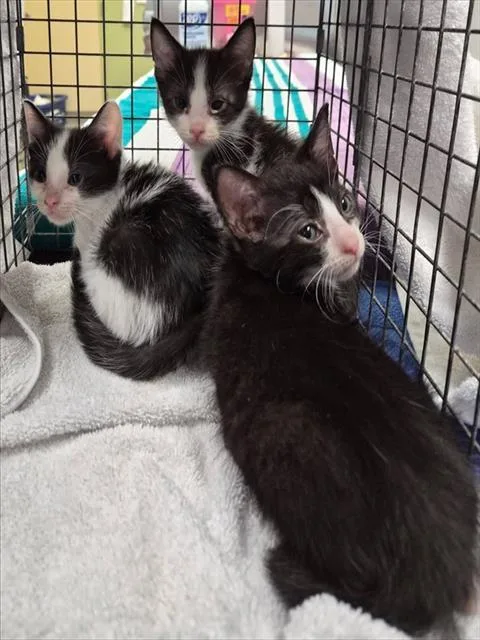 A baby small-sized male Domestic Short Hair cat named Louie for adoption in Fort Myers, FL