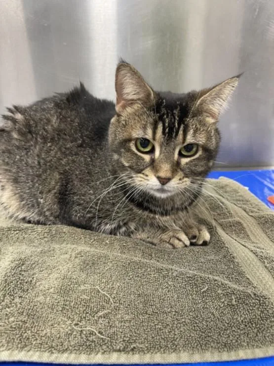 An adult medium-sized female Domestic Short Hair cat named Ida for adoption in Hagerstown, MD