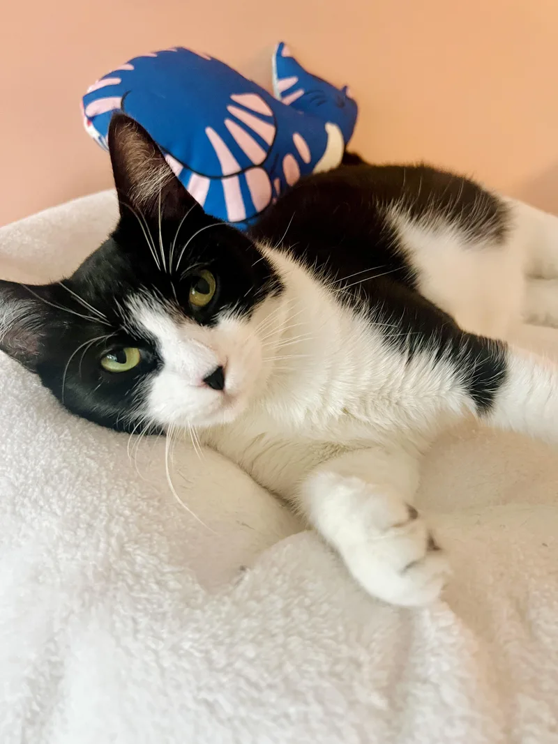 A young small-sized female Domestic Short Hair cat named Pippi for adoption in Altoona, PA