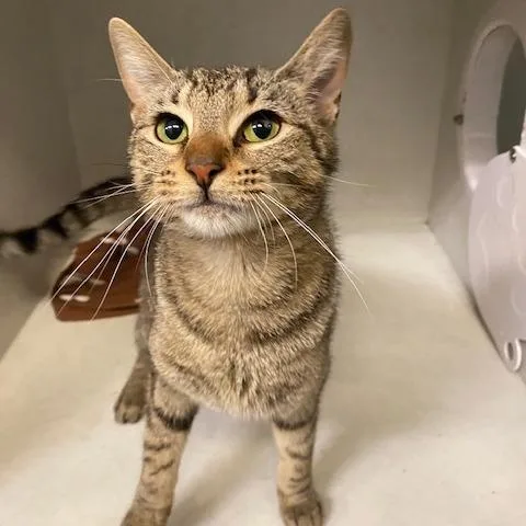 An adult medium-sized female Brown / Chocolate Domestic Short Hair cat named Marge for adoption in Dayton, OH