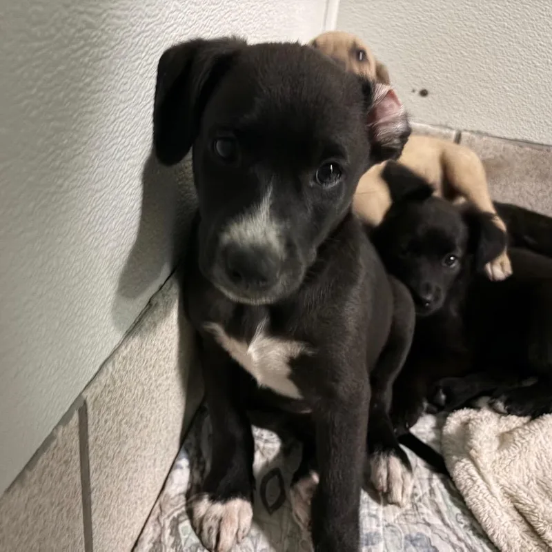 A baby small-sized male Black Mixed Breed dog named Aussie Lemonade for adoption in Charleston, WV