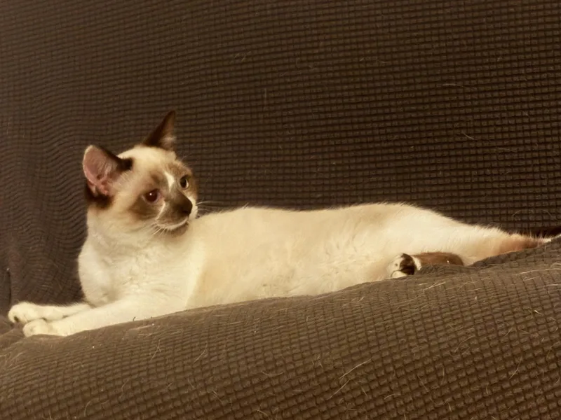 A young small-sized male Domestic Short Hair cat named Bromeo for adoption in Knoxville, TN