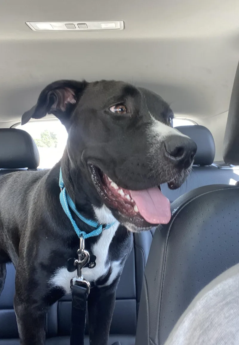 A young medium-sized male Black Labrador Retriever dog named Cooper for adoption in Tarzana, CA