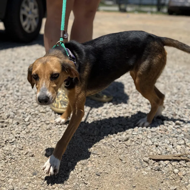 A young medium-sized female Tricolor (Brown, Black, & White) Hound dog named Shamrock for adoption in Columbia, SC