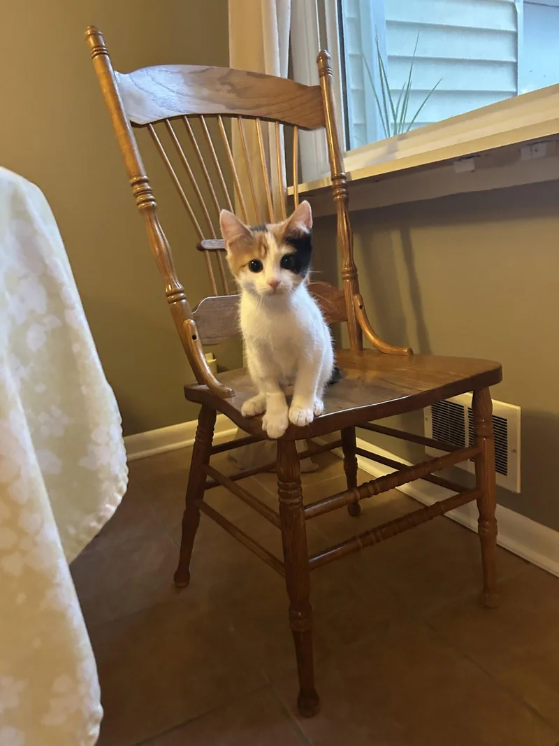 An adult medium-sized female Domestic Short Hair cat named Twyla for adoption in Rochester, NY
