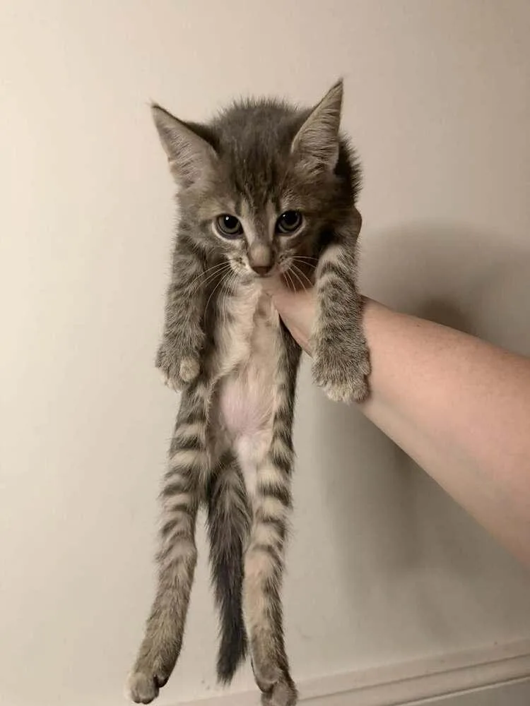 A baby small-sized female Gray / Blue / Silver Domestic Short Hair cat named Bay Laurel for adoption in Chicago, IL