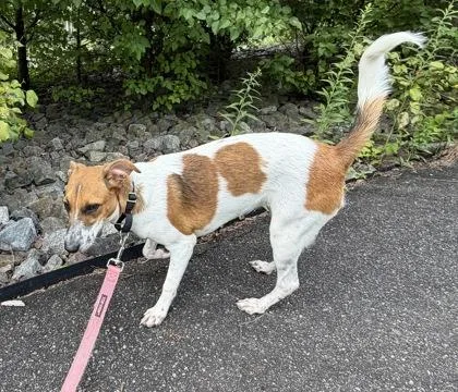A baby medium-sized female Smooth Fox Terrier dog named Ariel for adoption in Bridgewater, NJ