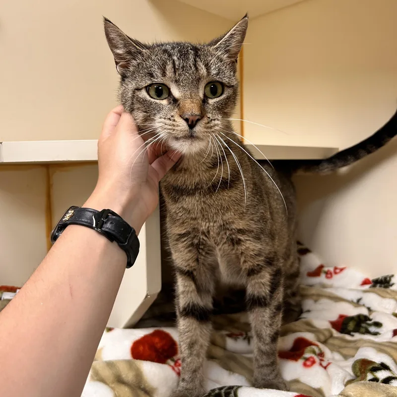 A young medium-sized female Tabby (Brown / Chocolate) Domestic Short Hair cat named Gea for adoption in Myerstown, PA