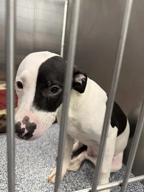 A young medium-sized male Pit Bull Terrier dog named Michael for adoption in Charlotte, NC