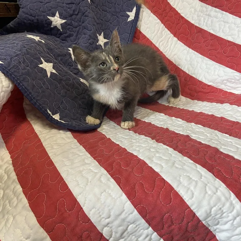 A baby small-sized female Gray / Blue / Silver Domestic Short Hair cat named Cherry Coke for adoption in Columbus, NC