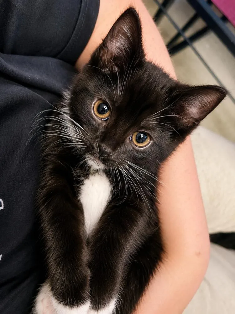 A baby small-sized female Black & White / Tuxedo Domestic Short Hair cat named Violet for adoption in Chicago, IL