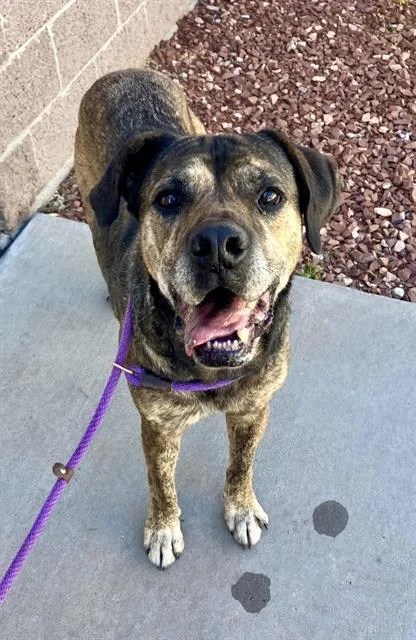 An adult medium-sized male Mastiff dog named Tiger for adoption in Albuquerque, NM