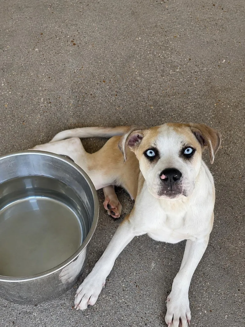 A young medium-sized male Apricot / Beige Catahoula Leopard Dog dog named Quincy for adoption in New Roads, LA