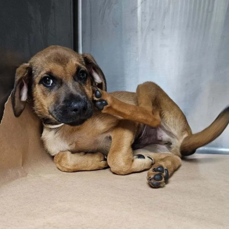 An adult small-sized male Brown / Chocolate Terrier dog named Enrique for adoption in New York, NY