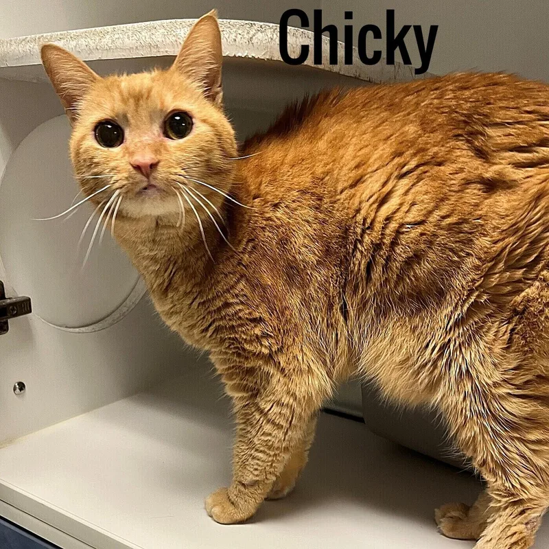 An adult medium-sized female Orange / Red Domestic Short Hair cat named Chicky for adoption in Pleasantville, NJ