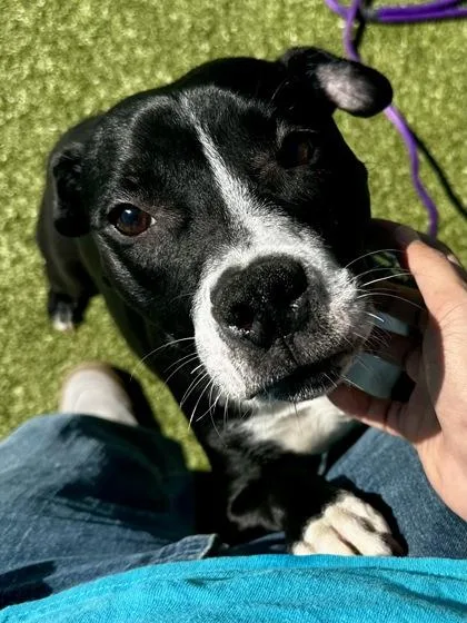 Peanut Berry Blast thumbnail 3