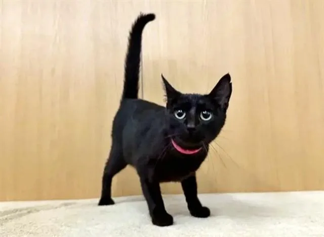 A young medium-sized female Domestic Short Hair cat named Dory for adoption in Saint Louis, MO