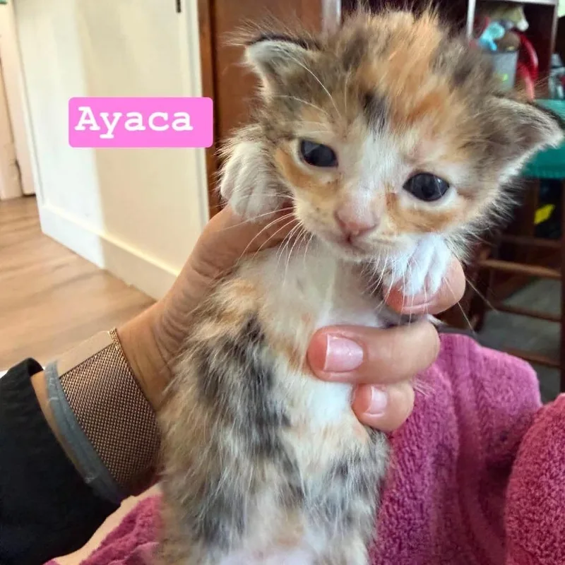 A baby small-sized female Torbie Domestic Short Hair cat named Ayaca for adoption in Tampa, FL