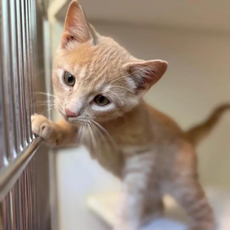 A baby small-sized male Domestic Short Hair cat named Tator Tot for adoption in Tulsa, OK