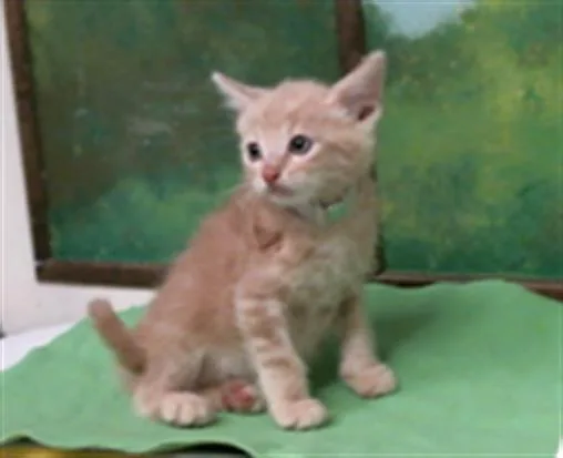 A baby small-sized male Domestic Short Hair cat named Archie for adoption in Houston, TX